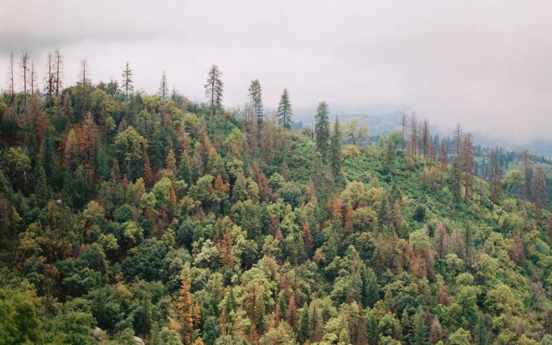 Masyarakat dan Kawal Borneo Perkuat Upaya Pencegahan Kebakaran Hutan dan Lahan di Kalimantan Timur
