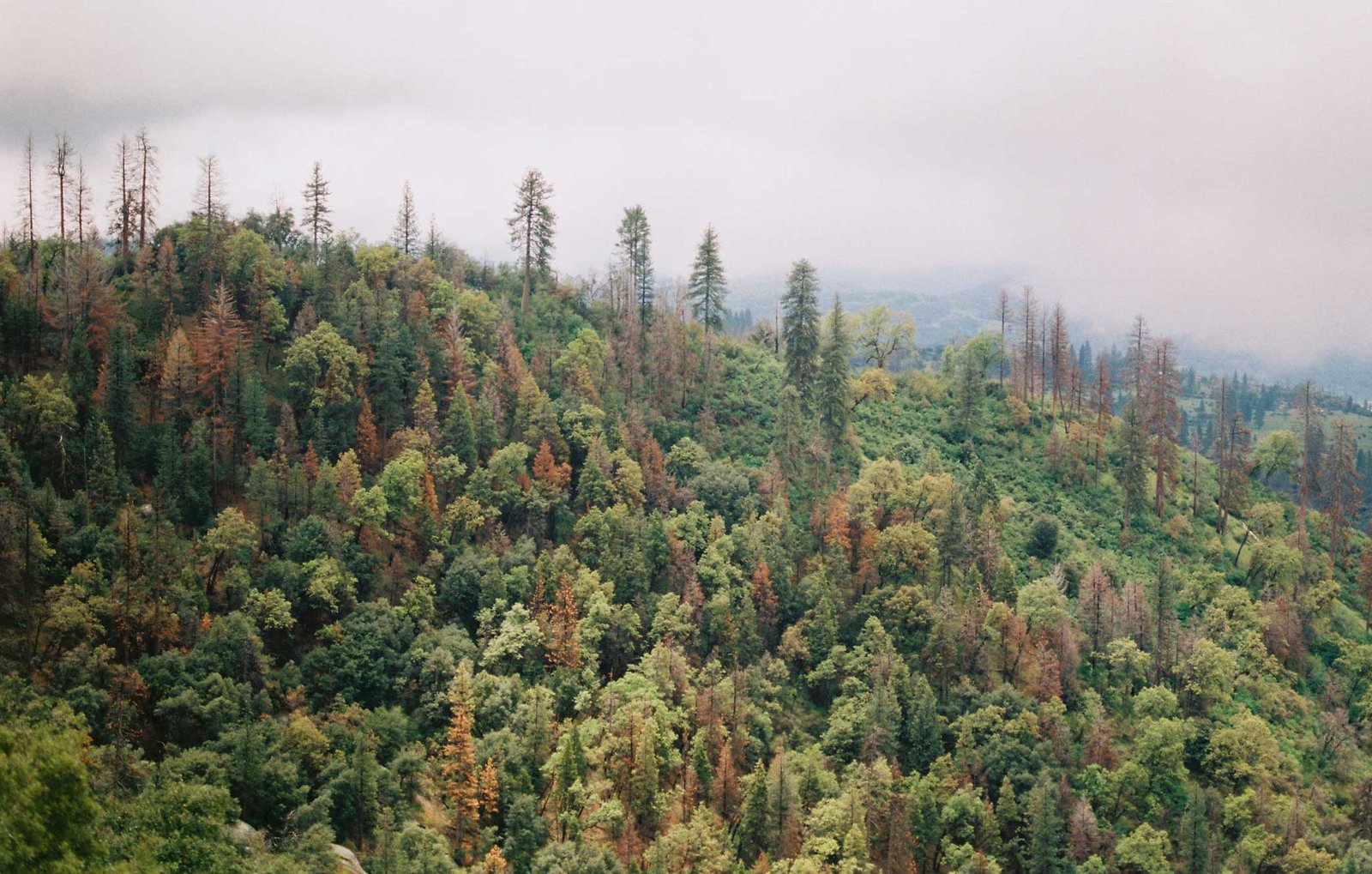 Masyarakat dan Kawal Borneo Perkuat Upaya Pencegahan Kebakaran Hutan dan Lahan di Kalimantan Timur