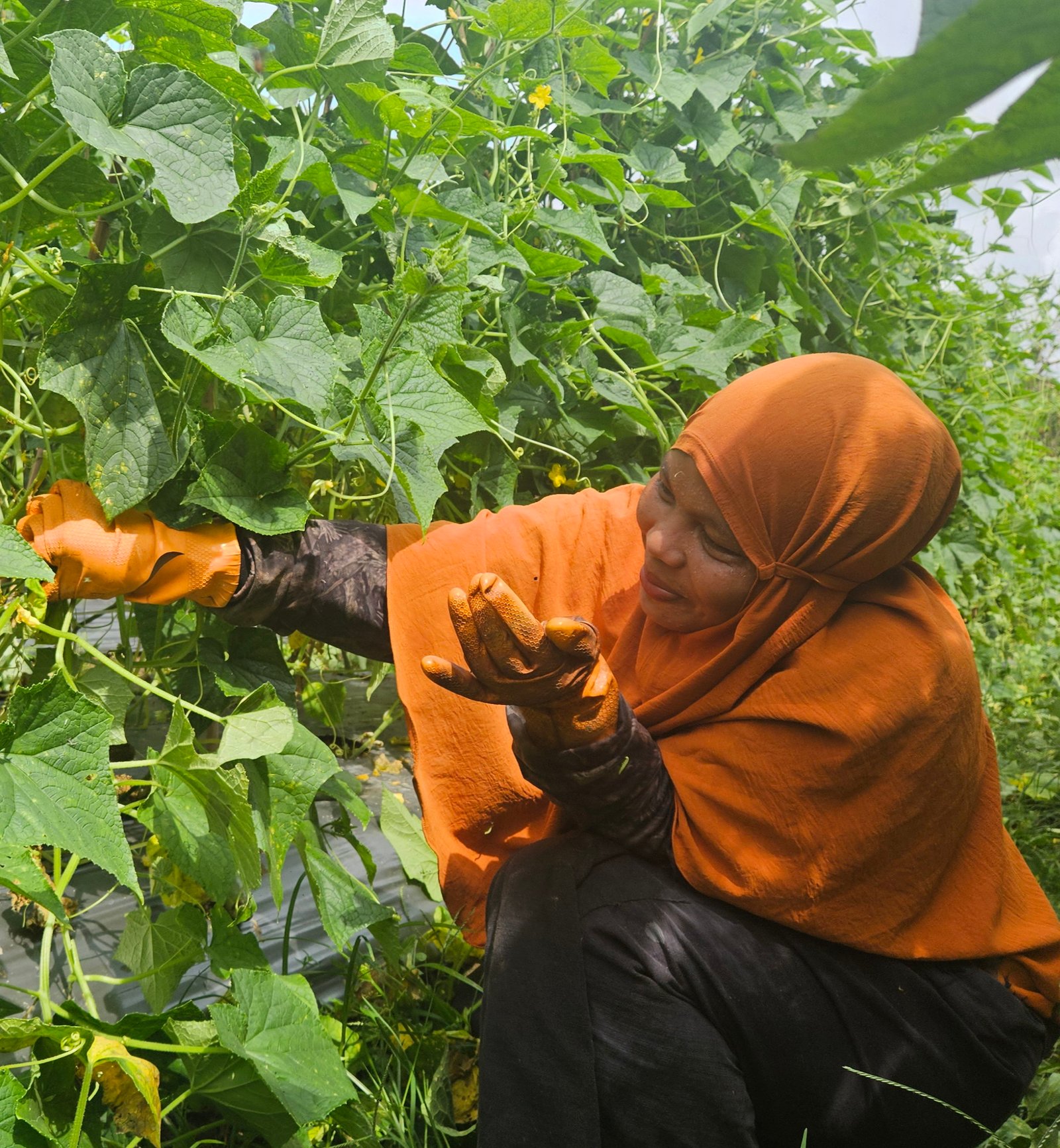 Menjaga Hutan Tersisa: Kawal Borneo Desak Penguatan Kebijakan Perlindungan Wilayah Kelola Rakyat