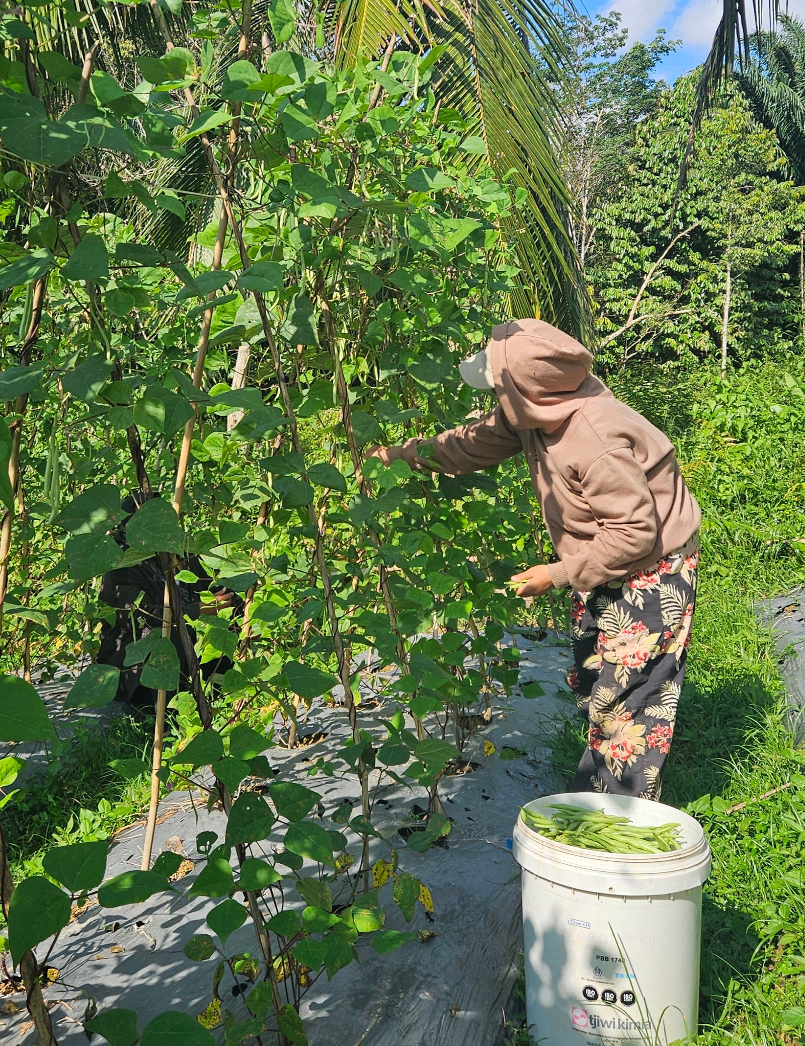 Menanam Harapan di Tanah Borneo: Aksi Kolektif Kaum Muda Menjawab Krisis Lingkungan