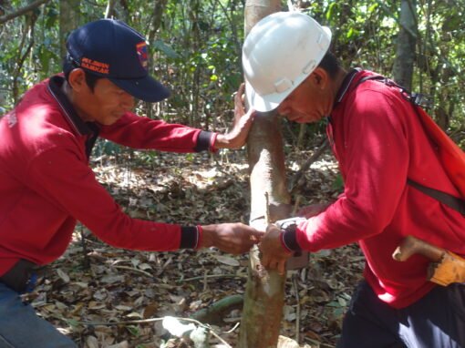 Forestry Governance Program Region Kalimantan