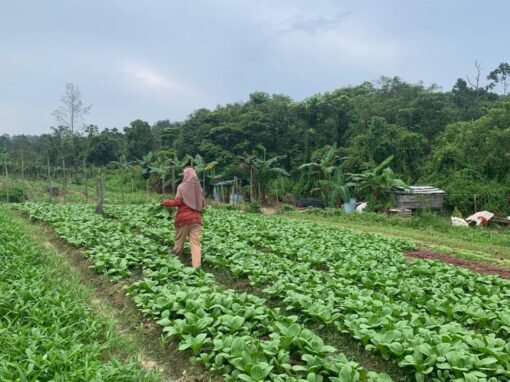 Perlindungan lanskap ekosistem Heart of Borneo melalui Hutan Desa